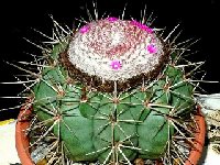 Melocactus violaceus melocactoides ©Jean Bénézet.jpg